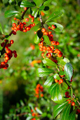 Ornamental evergreen thorny shrub. Orange pyracantha fruits on branches with leaves. 