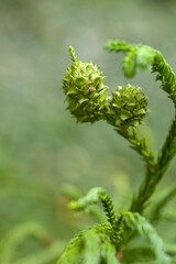 Plant list 2025 - Cryptomeria japonica (Rasen)