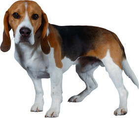 Loyal Beagle: A captivating image showcases a handsome beagle with its distinctive tri-color coat, alert gaze, and floppy ears, radiating an air of loyalty and playfulness. 