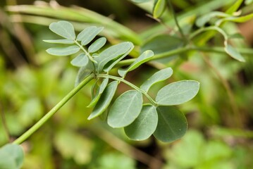 Fototapeta premium Plant list 2025 - Coronilla coronata