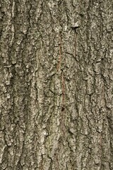 Fototapeta premium Plant list 2025 - Quercus rubra