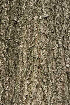 Plant list 2025 - Quercus rubra