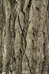 Fototapeta premium Plant list 2025 - Close-up of a textured tree bark
