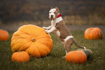 Cute puppy with a pumpkin
