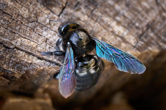 Blauschwarze Holzbiene, Gro&szlig;e Holzbiene (Xylocopa violacea) auf altem verwitterten Holz - Sulz am Neckar, Deutschland