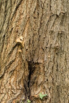 Plant list 2025 - Morus alba L.