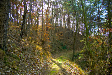 Obraz premium A trail with no trace of a man in the autumn forest