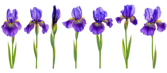 Set of Iris pseudacorus and Iris ensata frontal view on transparent background