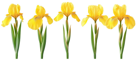 Set of Iris pseudacorus, the yellow flag, yellow iris or water flag on transparent background