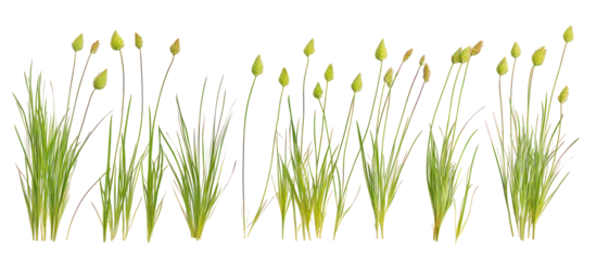 Set of Juncus effusus, commonly known as common rush or soft rush on transparent background