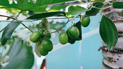 Fresh green unripe jujube fruits hanging on a branch with vibrant leaves, showcasing natural growth and freshness © suciramadhani