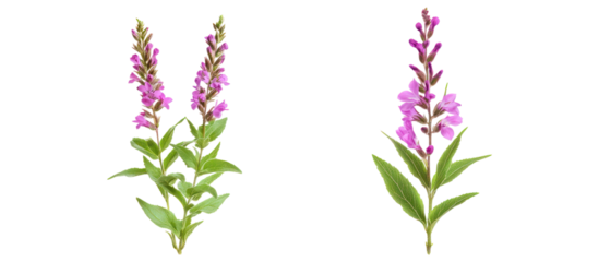 Set of Lythrum salicaria and Perovskia atriplicifolia frontal view on transparent background