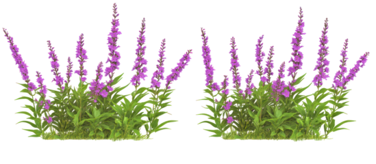 Set of Lythrum salicaria and Perovskia atriplicifolia frontal view on transparent background