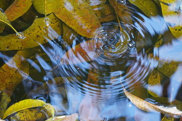 Raindrop creating ripples on water surface with autumn leaves.