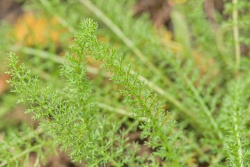 Plant list 2025 - Achillea setacea © cristographic