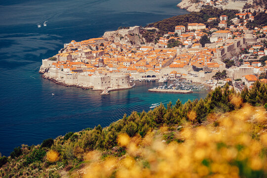 View of the old town's red roofs meet the turquoise Adriatic, ancient walls embracing a vibrant harbor, lush foreground contrasting the stone landscape, Dubrovnik, Dubrovnik-Neretva County, Croatia.