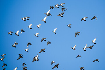 A flock of pigeons flying in the sky . Columba livia