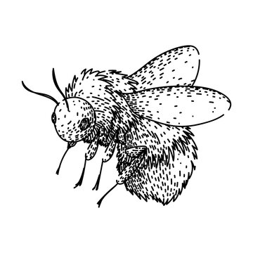 Bumblebee line art drawing showcasing a fluffy pollinator insect in a detailed, vintage hand drawn sketch style, representing nature and ecological importance for spring and summer concepts