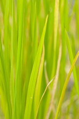 Naklejka premium Plant list 2025 - Oryza sativa