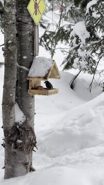 Birds titmouse flying and sitting in bird feeder house feeding on seeds on winter snow day.