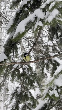 Bird titmouse flying and sitting inpine branches in winter forest.