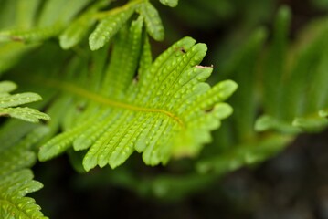 Plant list 2025 - Polypodium vulgare