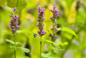 Plant list 2025 - Agastache rugosa