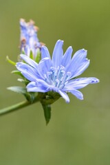 Plant list 2025 - Cichorium intybus