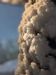 Fresh snow on the tree trunk