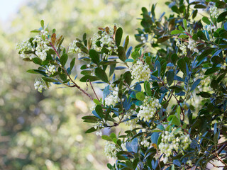 小さな白い鐘形の花を咲かせるイチゴノキ