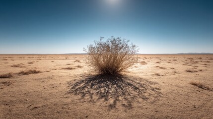 Desert landscape with plant under bright sun and clear blue sky