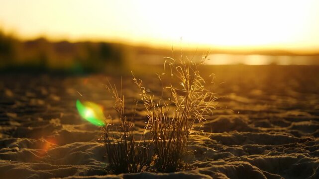 Tall grass stands out against a glowing sunset, gently illuminated by the warm light. The grass captures the essence of nature, thriving in the soft earth under the bright atmosphere.