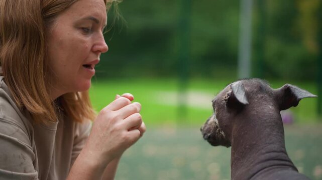 Softhearted Woman Patiently Tends To Hairless Dog In Park Environment, Tender Woman Carefully And Affectionately Provides Food To Exposedskinned Dog Outdoors In Peaceful Park Setting