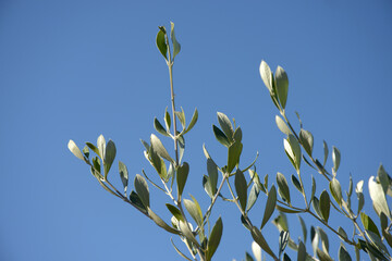 オリーブ・コロネイキ