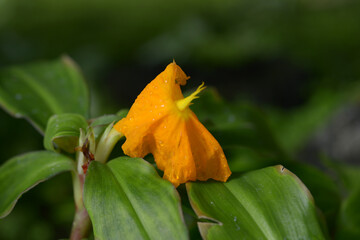 ベニバナフクジンソウ