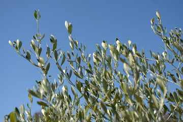 オリーブ・コロネイキ