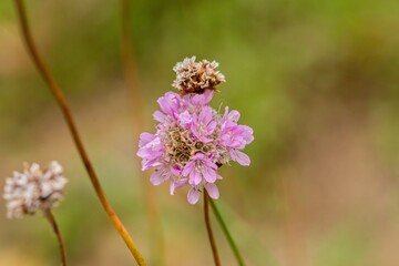 Fototapeta premium Plant list 2025 - Armeria maritima (subsp. elongata)