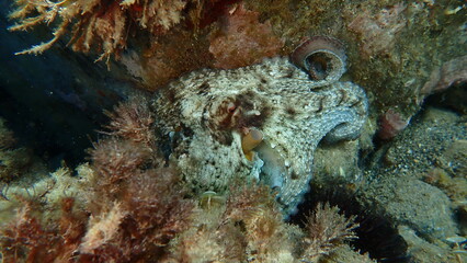 Common octopus (Octopus vulgaris) undersea, Ligurian Sea, Italy, Imperia © Alexey