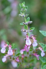 Fototapeta premium Plant list 2025 - Teucrium hyrcanicum L.