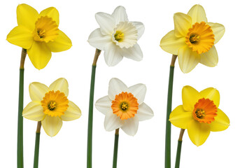 Fototapeta premium Six colorful daffodils with green stems and leaves, captured in sharp macro detail on a transparent studio background with copy space, concept of spring's joy