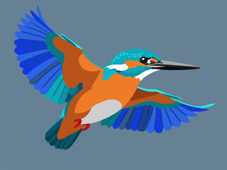 Obraz premium Vibrant Kingfisher Bird in Flight, Detailed Feathers, Blue and Orange Wings Spread Wide Against a Solid Background