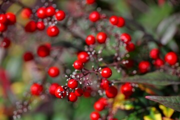 赤い南天の実と緑の葉