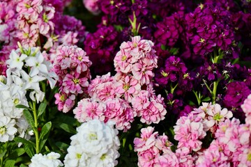 キンギョソウのピンクのグラデーション