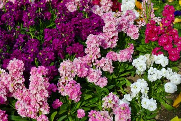 ピンクや白のキンギョソウの花