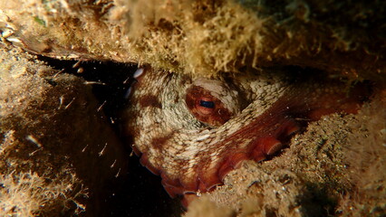 Common octopus (Octopus vulgaris) undersea, Ligurian Sea, Italy, Imperia © Alexey
