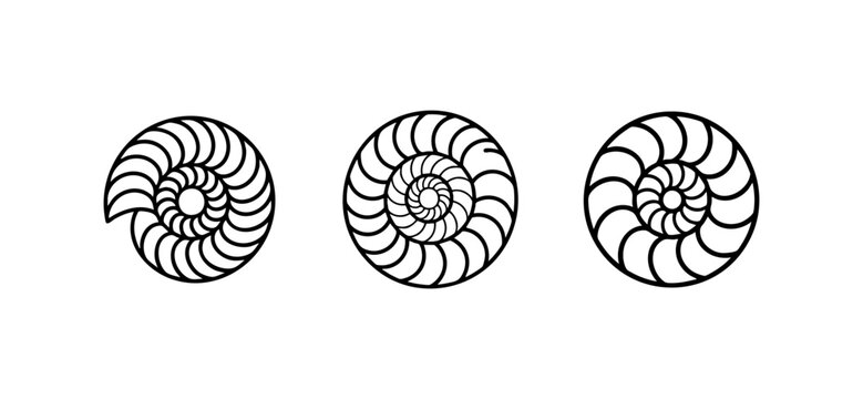 Black and White Nautilus Shell Spiral Marine Art