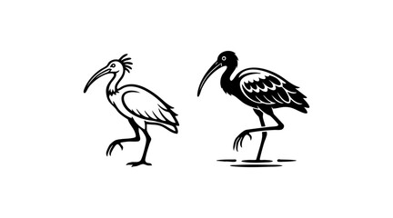 Fototapeta premium Black and White Ibis Wading Bird Egyptian Graphic