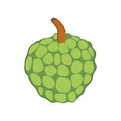 Custard apple showing textured green skin and a brown stem, illustrating healthy eating, natural food, and exotic fruit for food and lifestyle concepts