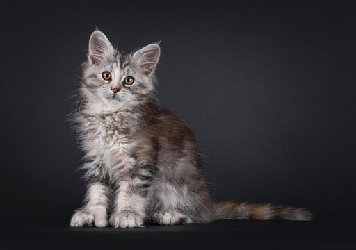 Pretty polydactyl Maine Coon cat kitten, sitting up side ways. Looking towards camera. Isolated on a black background.
