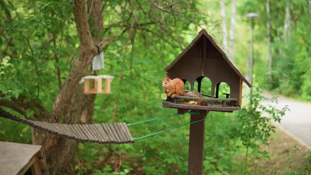 Red Squirrel Exploring Wooden Bird Feeder, Leaping Between Perch And Platform, Nibbling On Seed And Acorn, Agile Acrobat In Lush Green Forest Near Winding Trail, Daytime Backyard Scene With Rustic